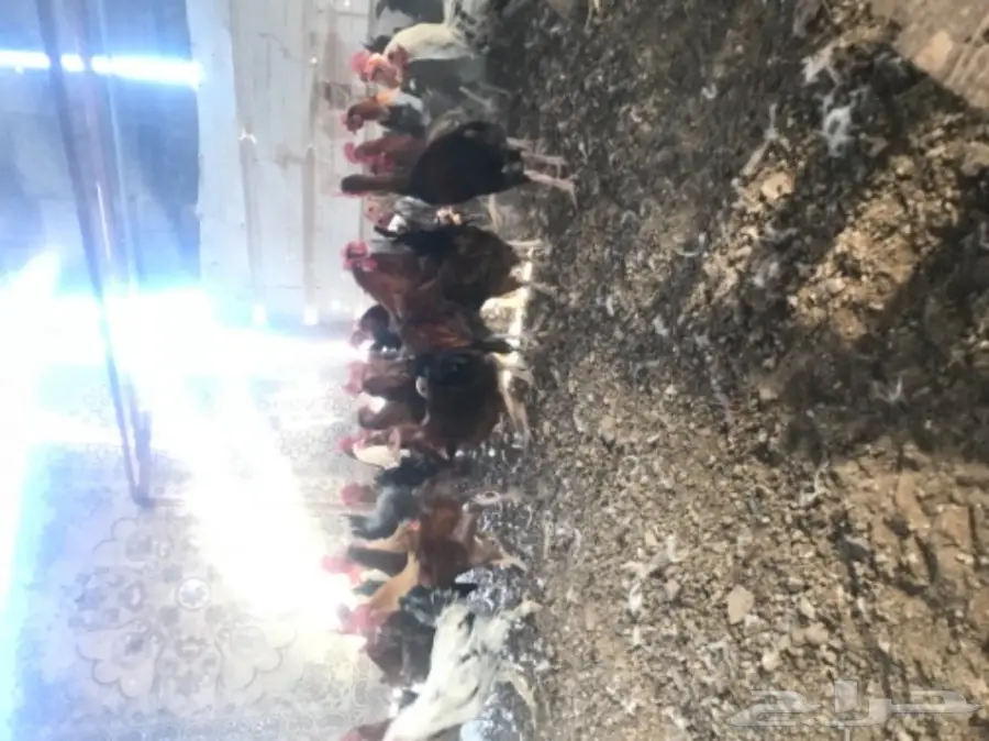 ديكن للبيع - فرصة لا تُفوّت! (image 4)