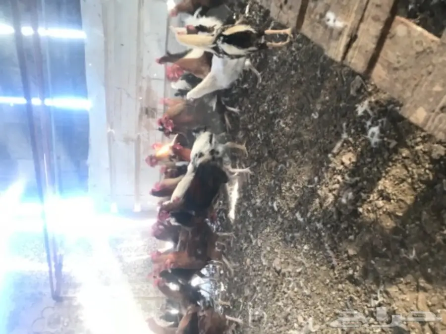 ديكن للبيع - فرصة لا تُفوّت! (image 5)