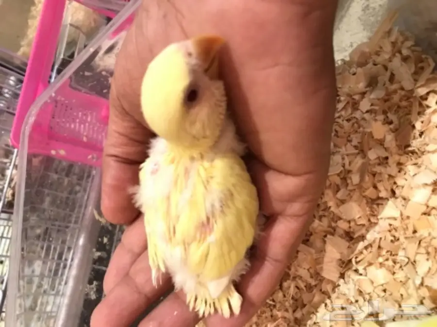 فروخ روز غر - صحي ومميز