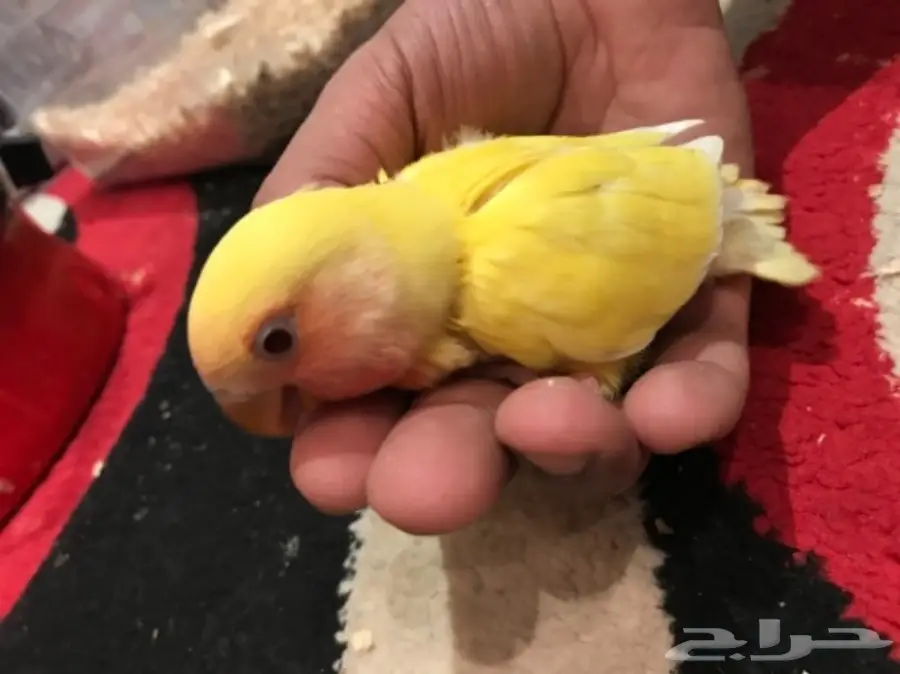 فروخ روز غر - صحي ومميز (image 2)