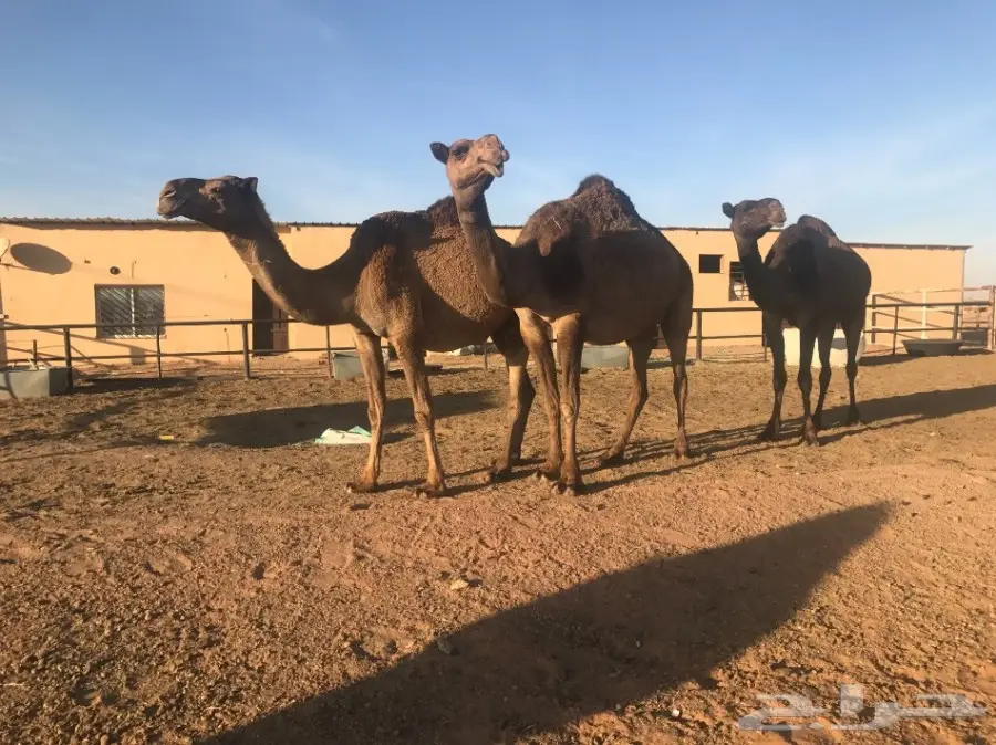 أبل للبيع بالمجمعه