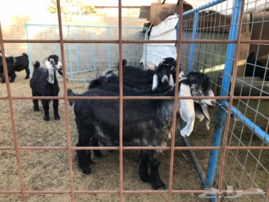 معزا عوارض (image 1)