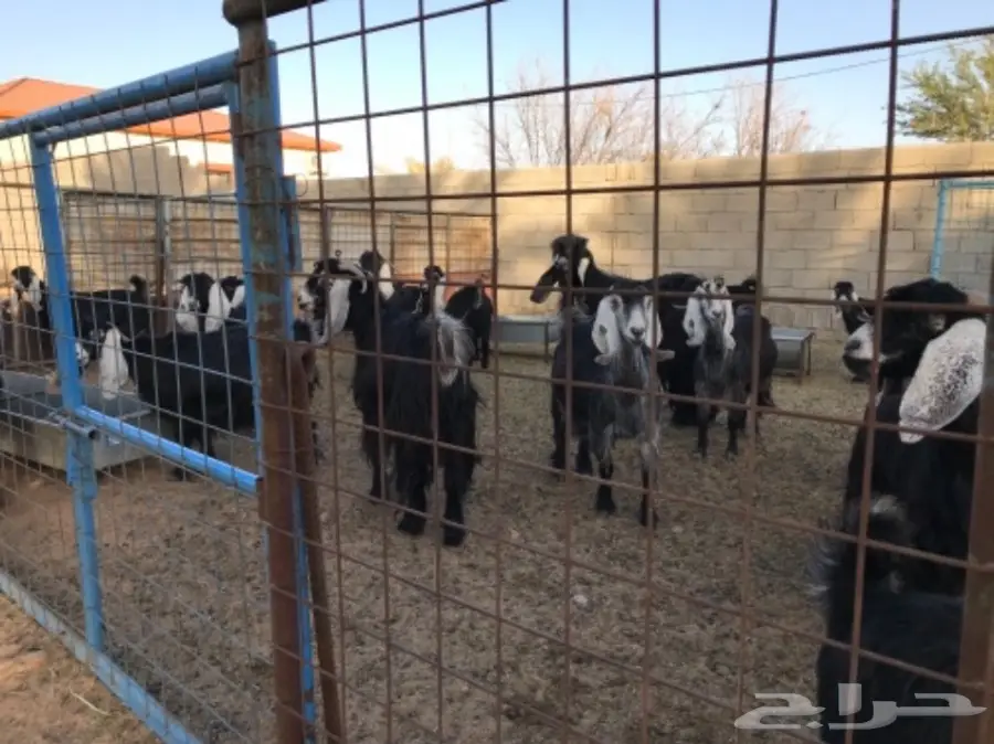 معزا عوارض (image 2)