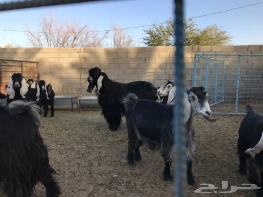 معزا عوارض (image 3)