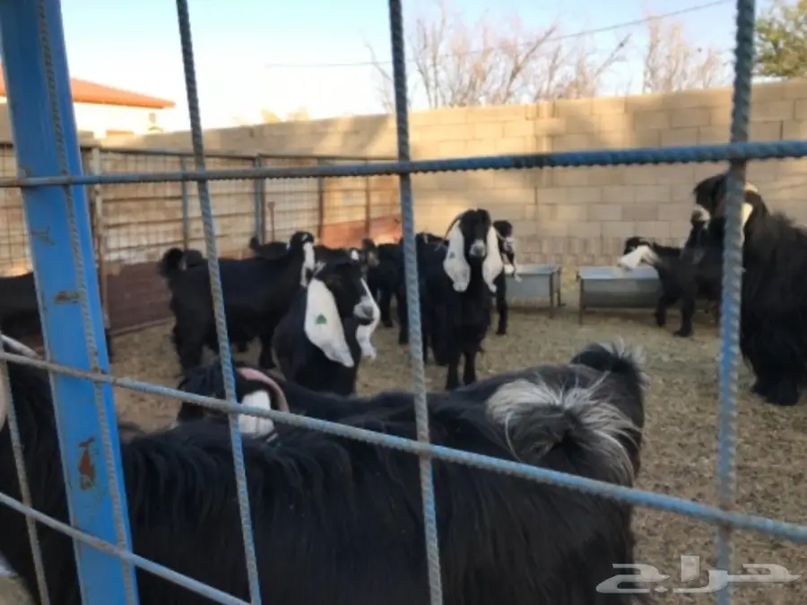 معزا عوارض (image 4)