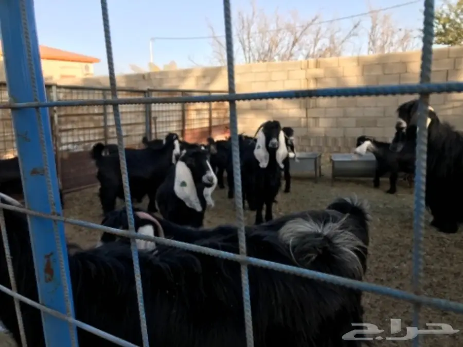 معزا عوارض (image 5)