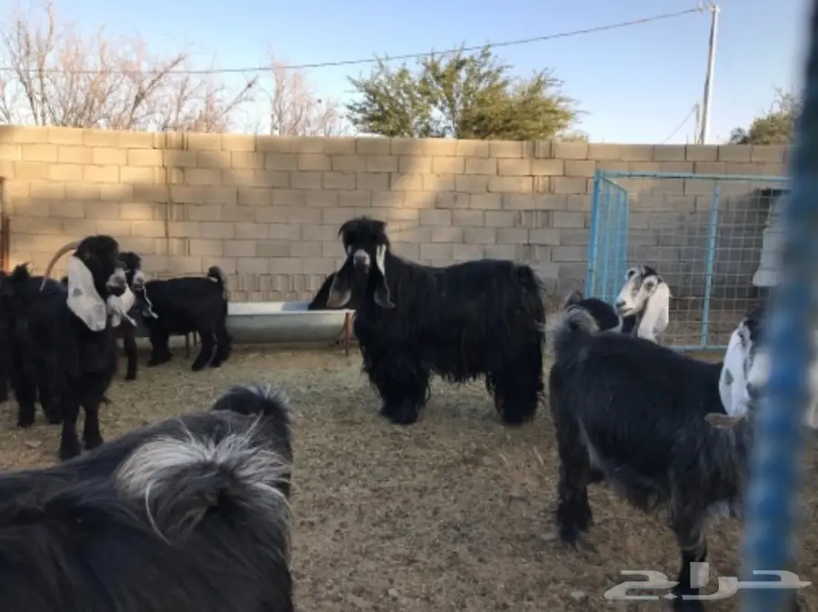 معزا عوارض (image 6)