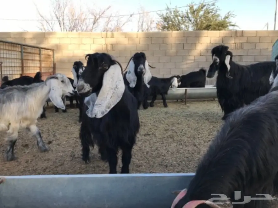 معزا عوارض (image 7)