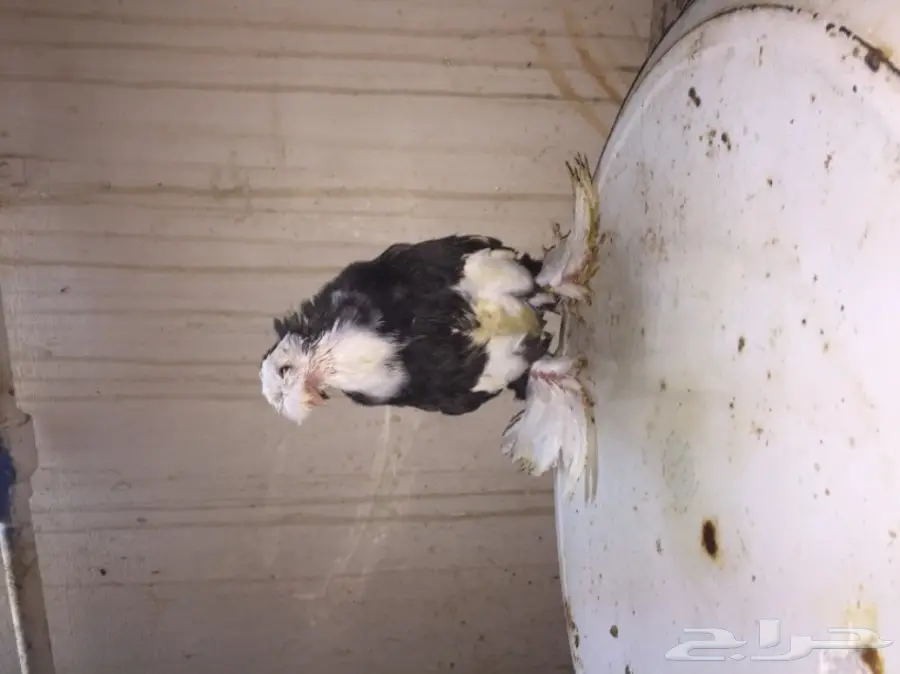 زوج بخاره انتاجه بولهد  (image 6)