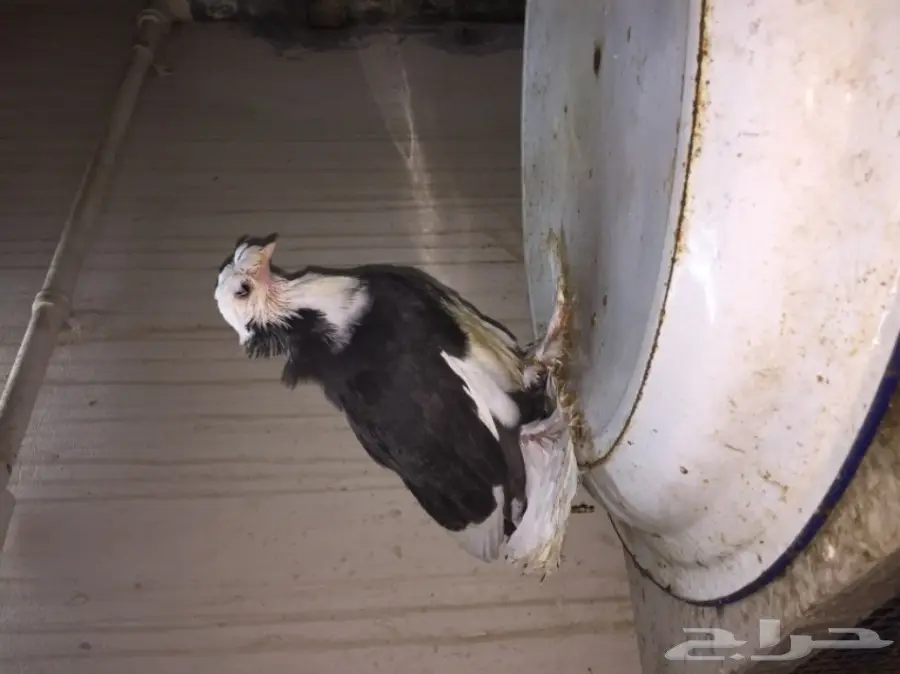 زوج بخاره انتاجه بولهد  (image 7)