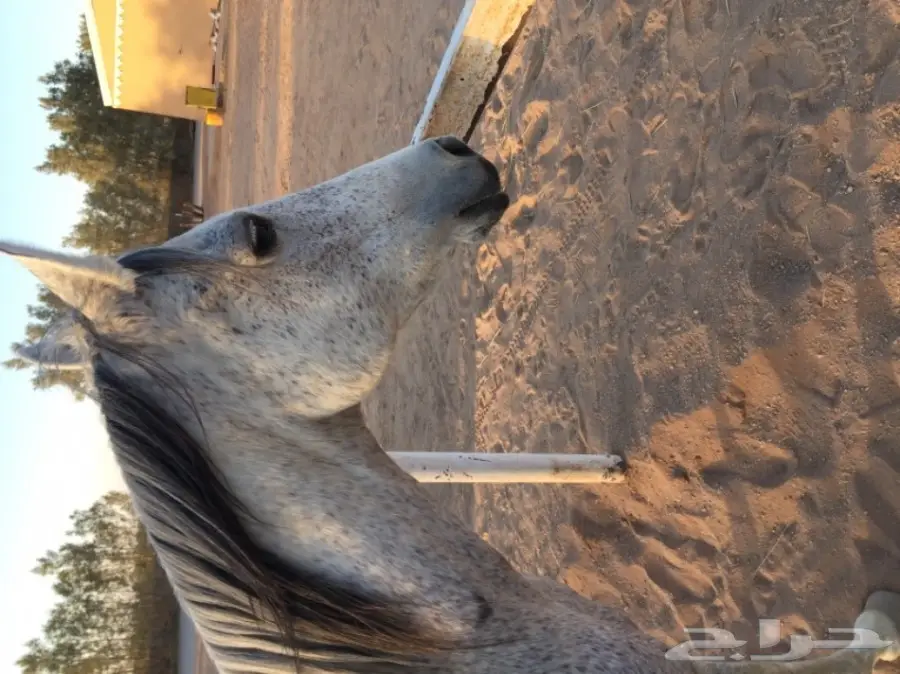 فرس شيخة (image 3)