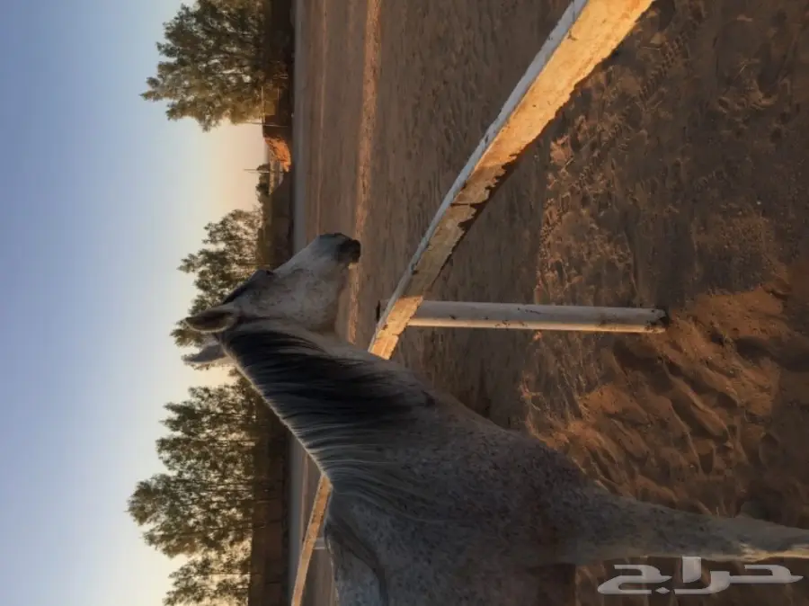 فرس شيخة (image 4)