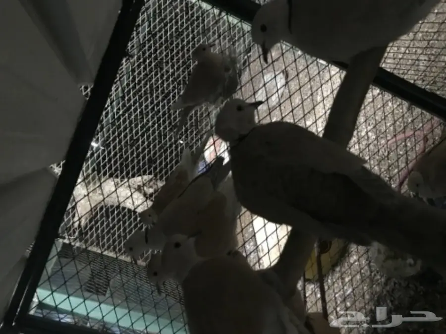 حمام قماري للبيع هولندي