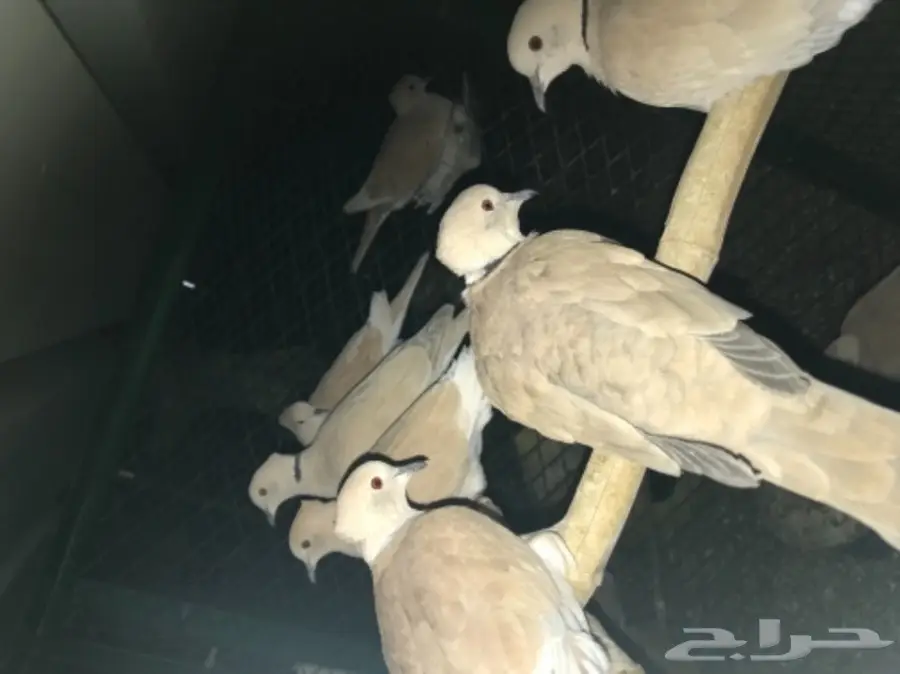 حمام قماري للبيع هولندي (image 1)