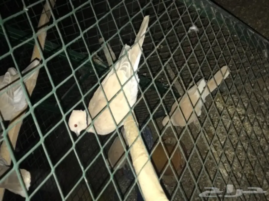 حمام قماري للبيع هولندي (image 2)