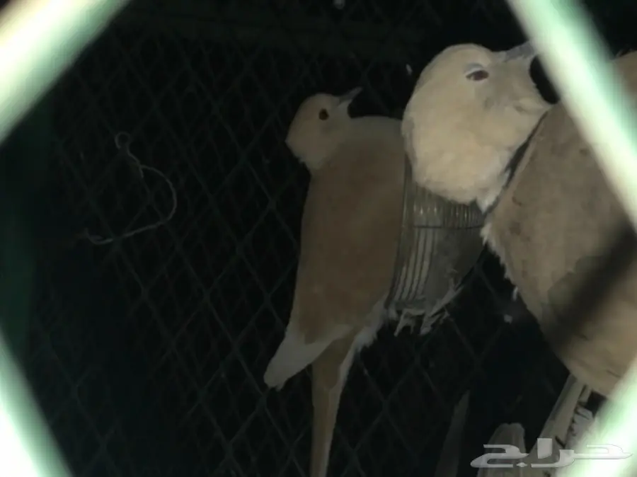 حمام قماري للبيع هولندي (image 3)