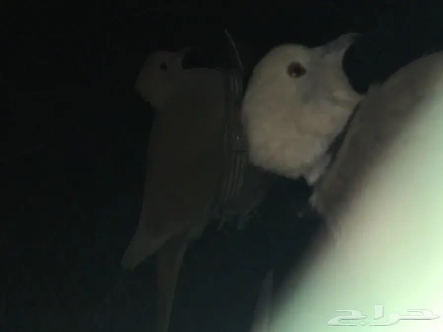 حمام قماري للبيع هولندي (image 4)