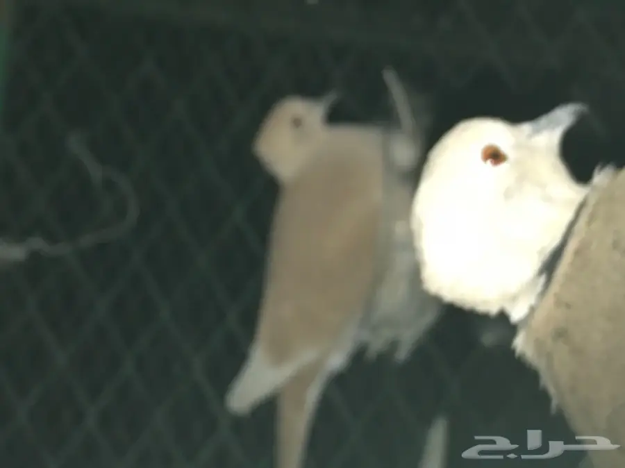 حمام قماري للبيع هولندي (image 5)