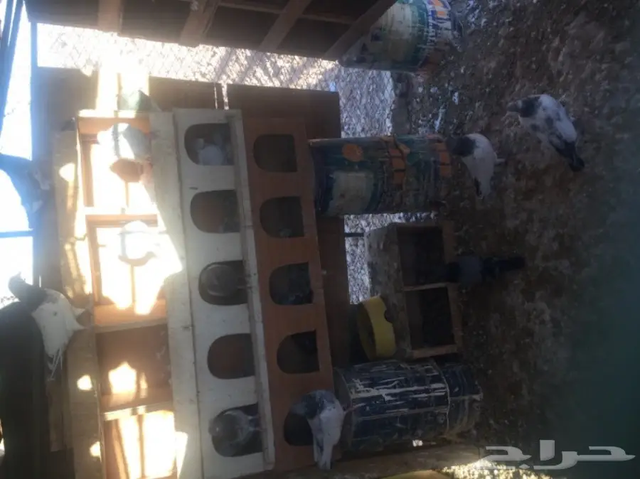 حمام طيار كراس