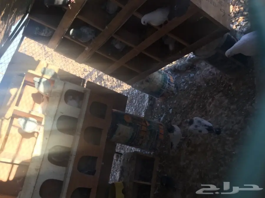 حمام طيار كراس (image 1)