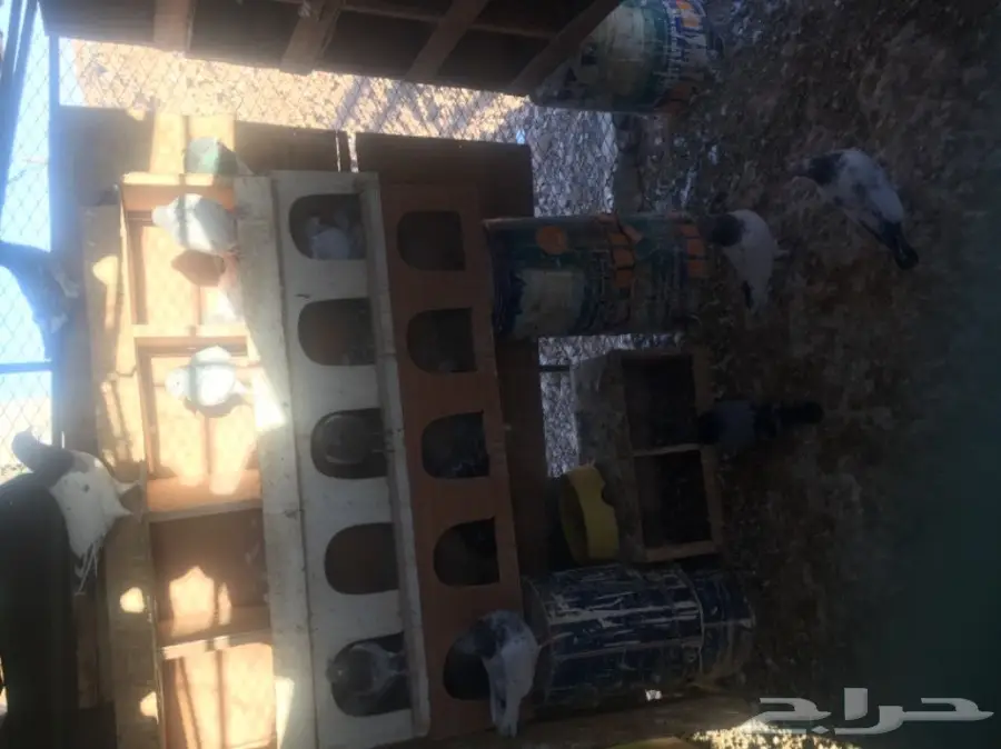 حمام طيار كراس (image 2)