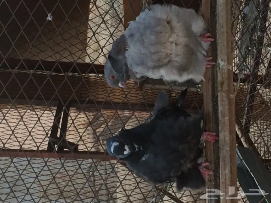 كشكش مع طبة