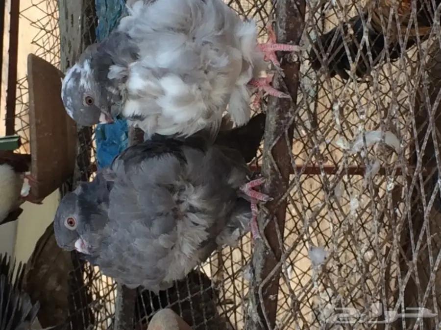 كشكش مع طبة (image 1)