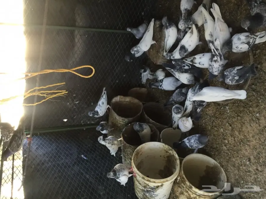 حمام باكستاني