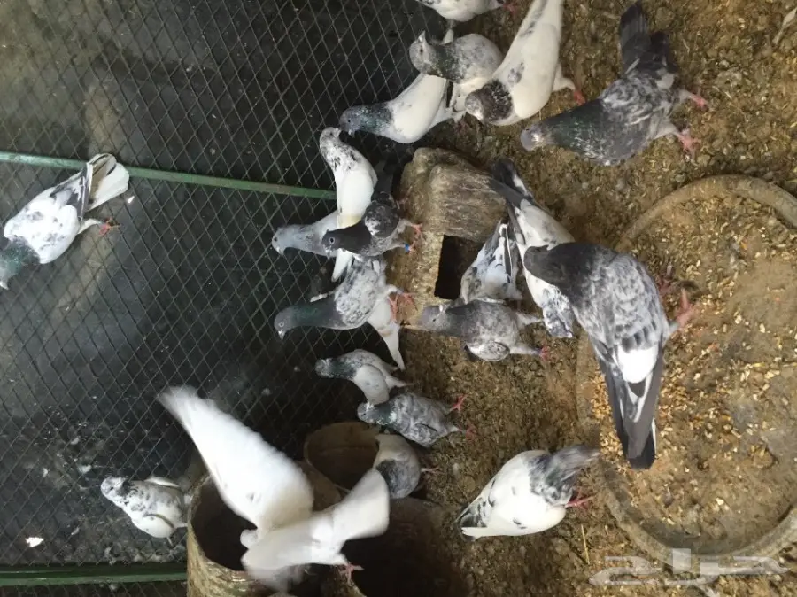 حمام باكستاني (image 1)