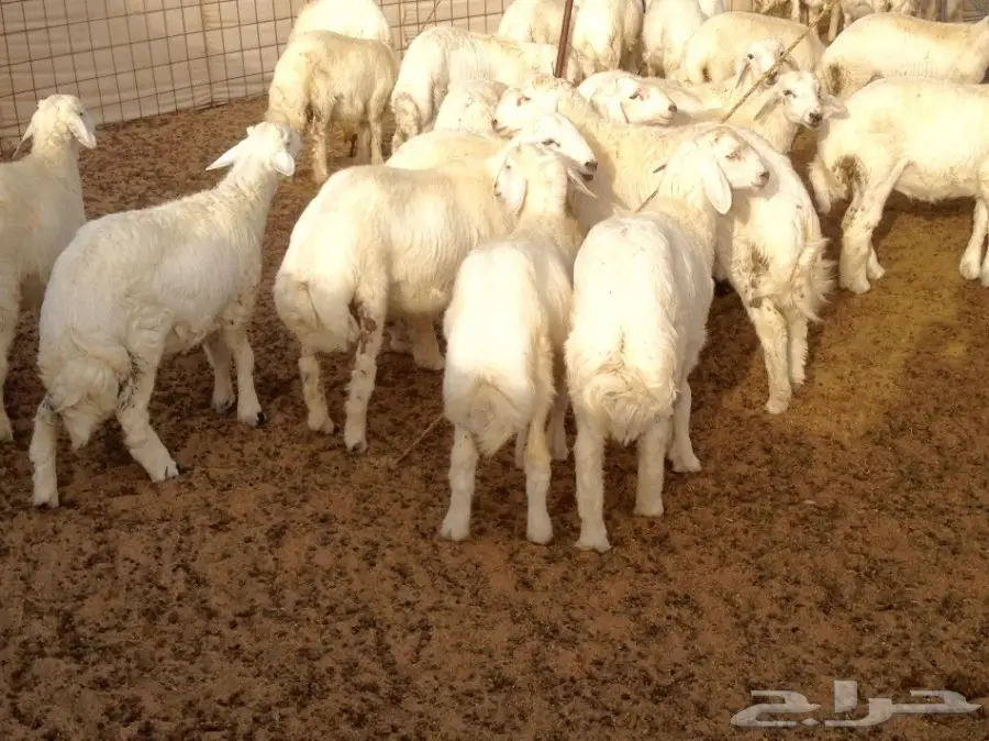 بهم حري بري مشروط الصحة والسلامة (image 3)