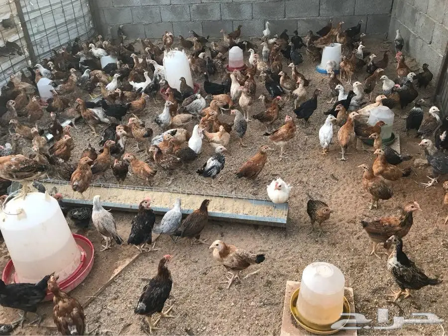 دجاج وفروخ للبيع 1 ريال ثلاث حبات الحححق (image 1)