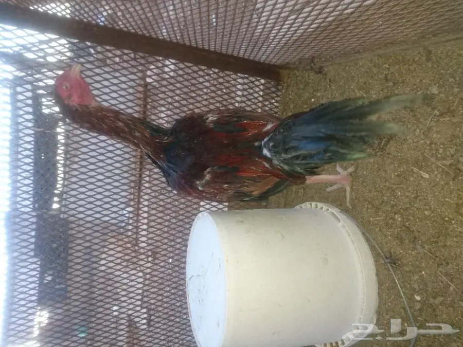 ديك باكستاني