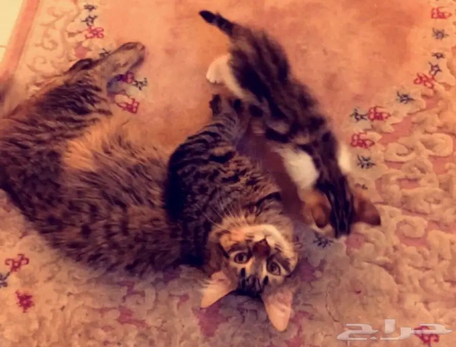 قطط شيرازي عدد 4 