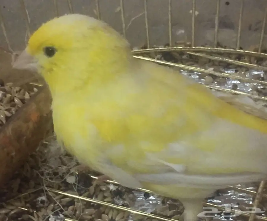 انثى كناري للبيع