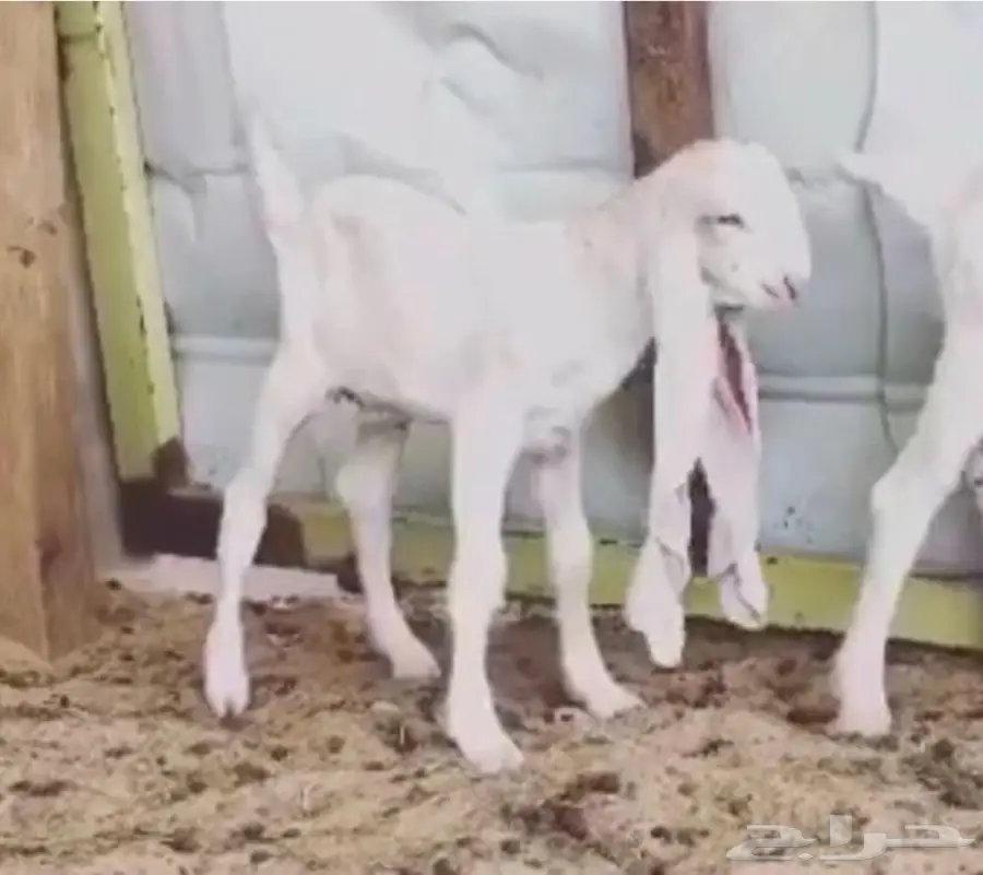 مشروع فحل على الجارف (image 5)