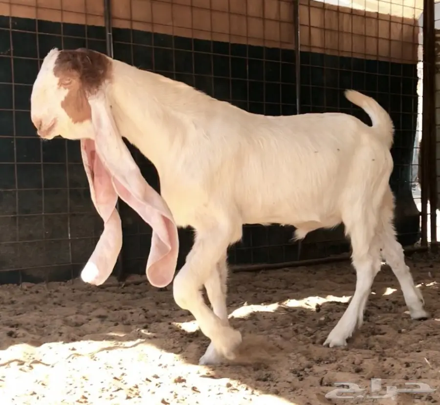 مشروع فحل على الجارف (image 4)