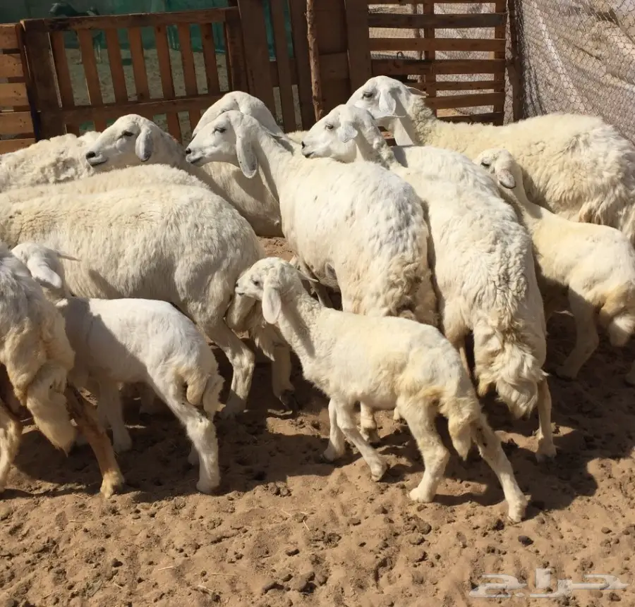 غنم حريه زينه11تحتها7 (image 11)