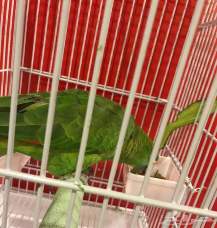 ببغاء بلوفرونتد وليف متكلم للبيع (image 3)