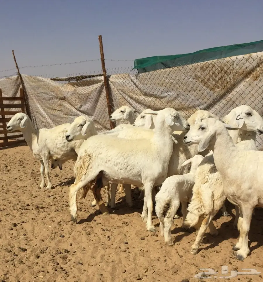 غنم حريه زينه11تحتها7 (image 9)