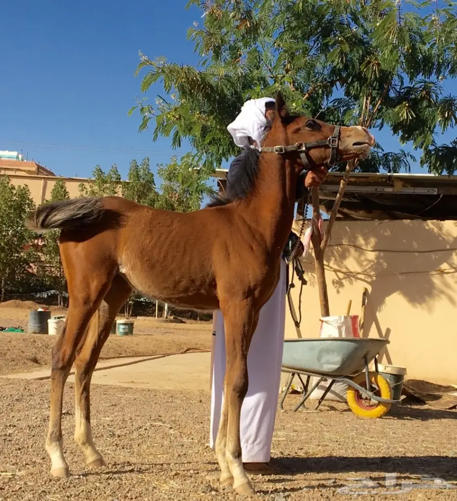 مهره اصيله (image 1)