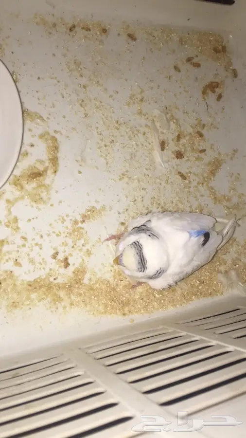 ببغاء زينة صغير - فرصة لا تُفوّت! (image 2)