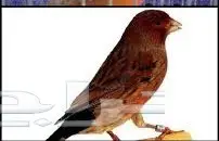 ذكر كناري ماوردي (image 1)