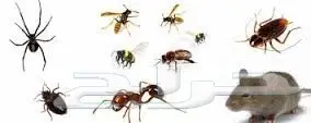 شركة مكافحة حشرات صراصير نمل فئران برص وزغ    (image 2)