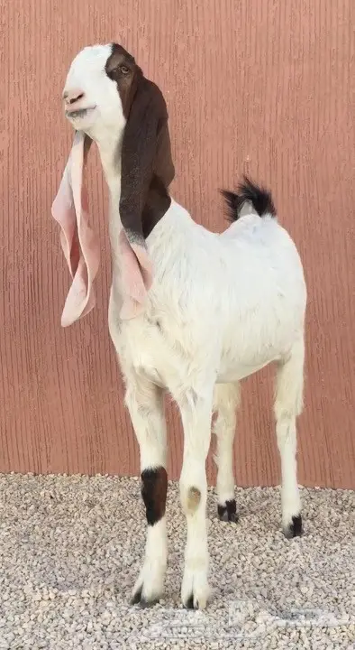 جفرة طيبه (image 1)