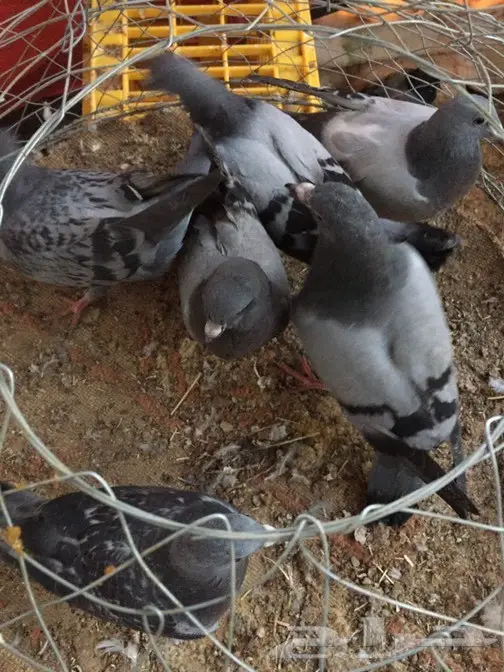 فراخة حمام زاجل (image 5)