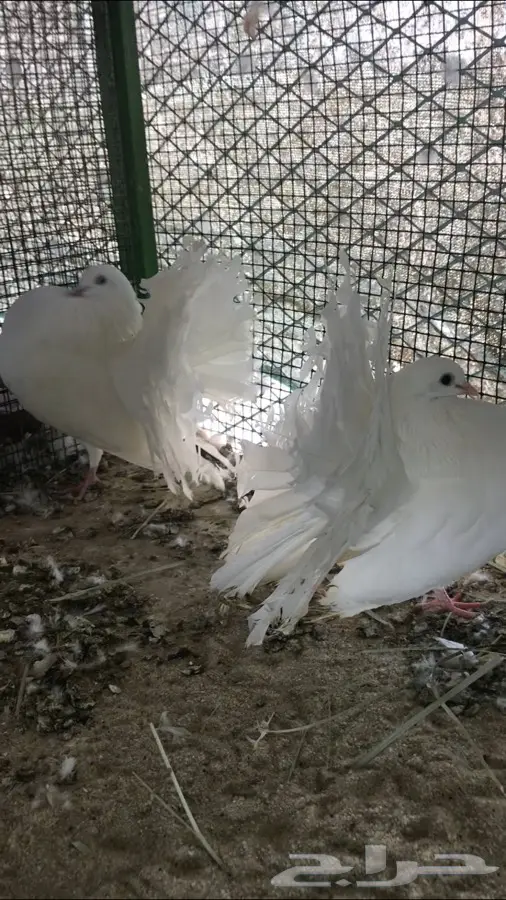 حمام شمسي هولندي