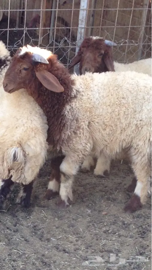 خروف هرفي نعوم - فرصة لا تُفوّت! (image 2)