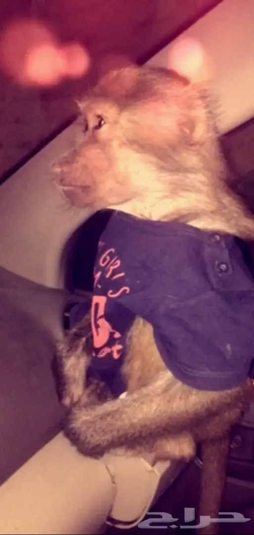 انثى قرد للبيع 