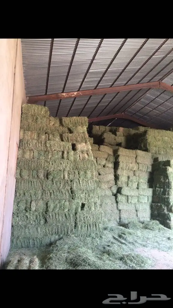 برسيم صافي شرط شد80-90