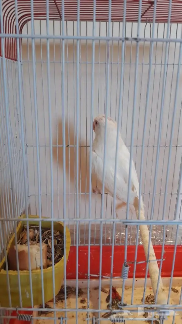 فرخ دره بينو - حجل 2017 - فرصة لا تُفوّت!